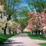 Beautiful houses and gardens - mylusciouslife.com - Pink_and_White_Dogwood_Trees_Lexington_Kentuck