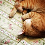 A luscious life - ginger cat curled up