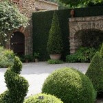 A luscious life - manicured hedges in garden