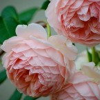 Luscious pink roses - a sensual life