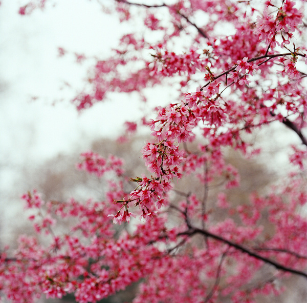 INSPIRED BY ASIA: Japanese cherry blossom photo