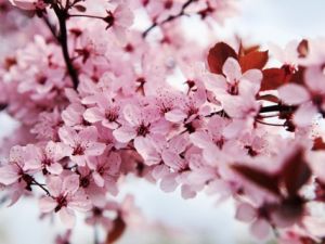 kai-schwabe-japanese-cherry-blossom.jpg