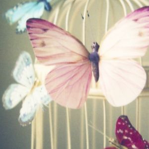 Butterflies16.JPG